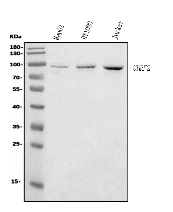  Western blot analysis of NIRF using anti-NIRF antibody (M06294-1)