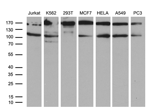 Western blot analysis of extracts (35ug) from 7 different cell lines by using anti-UHRF2 monoclonal antibody (1:500)