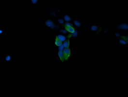 m06298 anti mapk4 mouse monoclonal antibody clone id oti2d7 if testing 9
