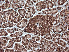 m06298 anti mapk4 mouse monoclonal antibody clone id oti2d7 ihc testing 4