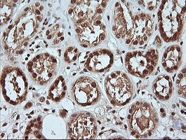 m06298 anti mapk4 mouse monoclonal antibody clone id oti2d7 ihc testing 7