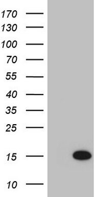 HEK293T cells were transfected with the pCMV6-ENTRY control (Left lane) or pCMV6-ENTRY S100A14 (Right lane) cDNA for 48 hrs and lysed