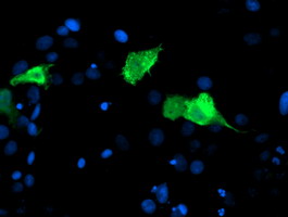 m06302 1 anti cenph mouse monoclonal antibody clone id oti2a11 if testing 4