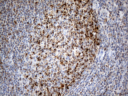 m06312 anti chchd10 mouse monoclonal antibody clone id oti3b8 ihc testing 4
