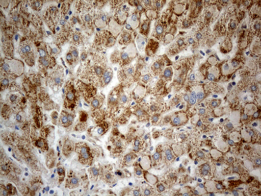 m06312 anti chchd10 mouse monoclonal antibody clone id oti3b8 ihc testing 8
