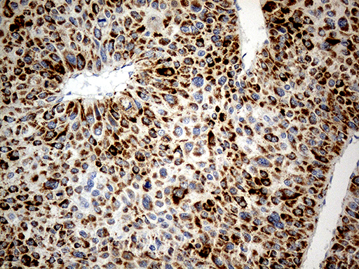 m06312 anti chchd10 mouse monoclonal antibody clone id oti3b8 ihc testing 9