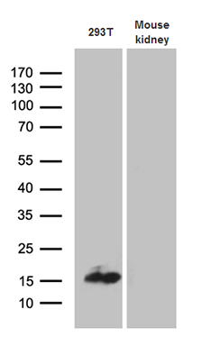 Western blot analysis of extracts (35ug) from 293T cell line and mouse kidney tissue lysate by using anti-CHCHD10 monoclonal antibody (1:500)