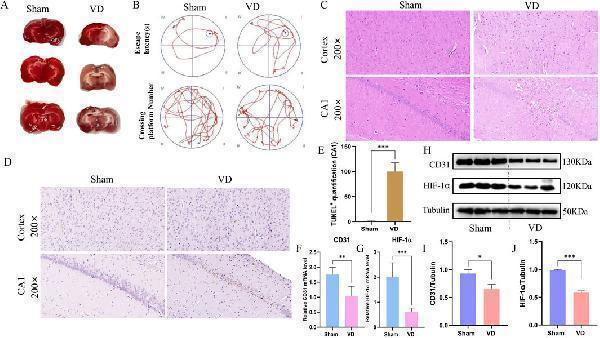 Construction of animal models and analysis of pathological damage