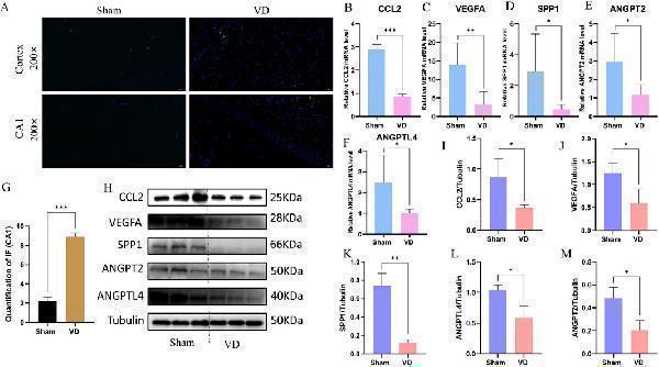 Experimental validation of the key genes in vivo 