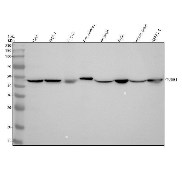Western blot analysis of TUBG1 using anti-TUBG1 antibody (M06313)