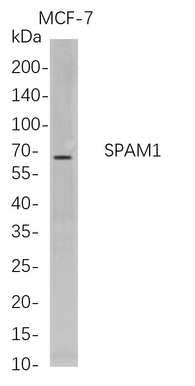 m06314 1 spam1 primary antibodies wb testing 1