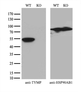 m06329 1 anti thymidine phosphorylase tymp mouse monoclonal antibody clone id oti7a6 wb testing 2