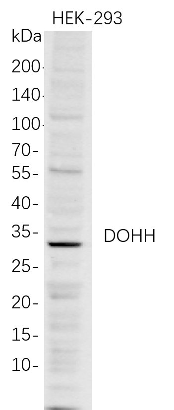 m06330 1 dohh primary antibodies wb testing 1
