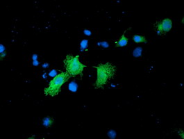 m06331 1 anti cndp2 mouse monoclonal antibody clone id oti6d3 if testing 8