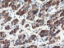 m06331 1 anti cndp2 mouse monoclonal antibody clone id oti6d3 ihc testing 3