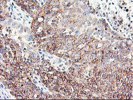 m06331 1 anti cndp2 mouse monoclonal antibody clone id oti6d3 ihc testing 4