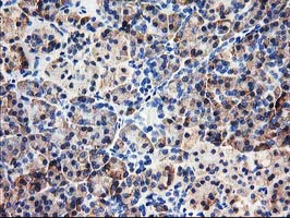 m06331 1 anti cndp2 mouse monoclonal antibody clone id oti6d3 ihc testing 5