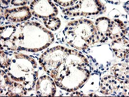 m06331 1 anti cndp2 mouse monoclonal antibody clone id oti6d3 ihc testing 6