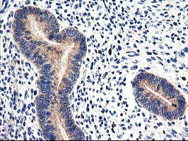 m06331 1 anti cndp2 mouse monoclonal antibody clone id oti6d3 ihc testing 7