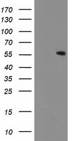 m06331 1 anti cndp2 mouse monoclonal antibody clone id oti6d3 wb testing 1