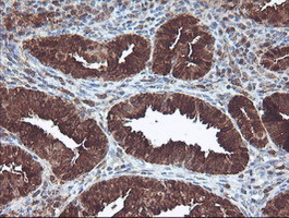 m06331 anti cndp2 mouse monoclonal antibody clone id oti8a2 ihc testing 3