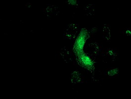 m06332 anti mras mouse monoclonal antibody clone id oti3c4 if testing 3