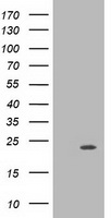 m06332 anti mras mouse monoclonal antibody clone id oti3c4 wb testing 1