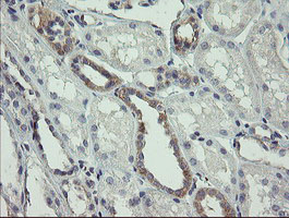 m06334 anti agtpbp1 mouse monoclonal antibody clone id oti9a3 ihc testing 4