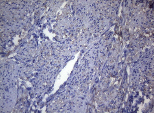 m06345 anti opa3 mouse monoclonal antibody clone id oti3g4 ihc testing 3