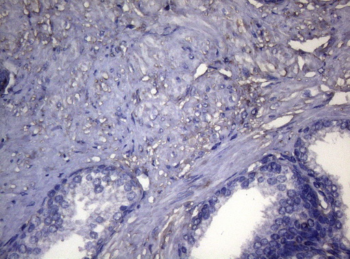 m06345 anti opa3 mouse monoclonal antibody clone id oti3g4 ihc testing 4