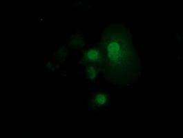 m06347 anti rnd1 mouse monoclonal antibody clone id oti1c3 if testing 4