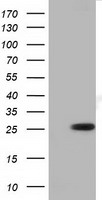 m06347 anti rnd1 mouse monoclonal antibody clone id oti1c3 wb testing 1
