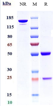 Anti-CDH6/K-Cadherin Reference Antibody (HKT288) on SDS-PAGE under reducing (R) condition