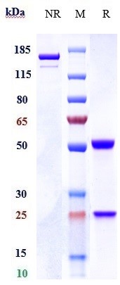 Anti-CDH6/K-Cadherin Reference Antibody (DS-6000a) on SDS-PAGE under reducing (R) condition