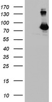 m06354 1 anti dgka mouse monoclonal antibody clone id oti4a11 wb testing 1