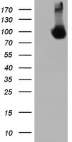 m06354 2 anti dgka mouse monoclonal antibody clone id oti3g7 wb testing 1