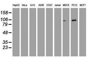 m06354 2 anti dgka mouse monoclonal antibody clone id oti3g7 wb testing 2