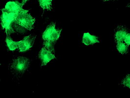 m06354 anti dgka mouse monoclonal antibody clone id oti8g5 if testing 3