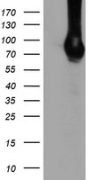 m06354 anti dgka mouse monoclonal antibody clone id oti8g5 wb testing 1