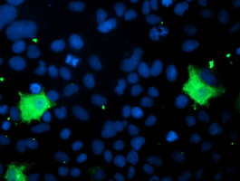 m06357 1 anti pnpo mouse monoclonal antibody clone id oti3b3 if testing 3