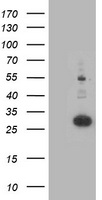 m06357 1 anti pnpo mouse monoclonal antibody clone id oti3b3 wb testing 1