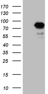 m06359 anti lzts1 mouse monoclonal antibody clone id oti3d12 wb testing 1