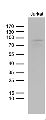 m06359 anti lzts1 mouse monoclonal antibody clone id oti3d12 wb testing 2