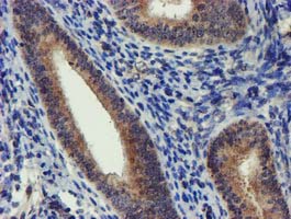 m06378 anti dclre1b mouse monoclonal antibody clone id oti2b7 ihc testing 2