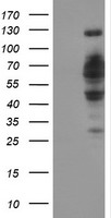 m06378 anti dclre1b mouse monoclonal antibody clone id oti2b7 wb testing 1