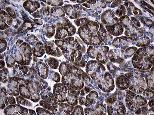 Immunohistochemical staining of paraffin-embedded Human pancreas tissue within the normal limits using anti-CISD2 mouse monoclonal antibody