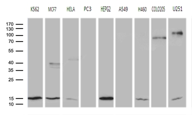Western blot analysis of extracts (35ug) from 9 different cell lines by using anti-CISD2 monoclonal antibody (1:500)