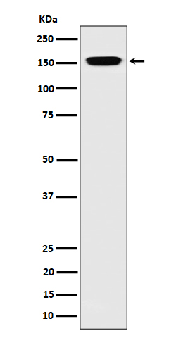 Western blot analysis of NUP155 expression in 293 cell lysate