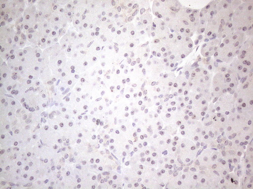 Immunohistochemical staining of paraffin-embedded Human pancreas tissue within the normal limits using anti-CNOT2 mouse monoclonal antibody