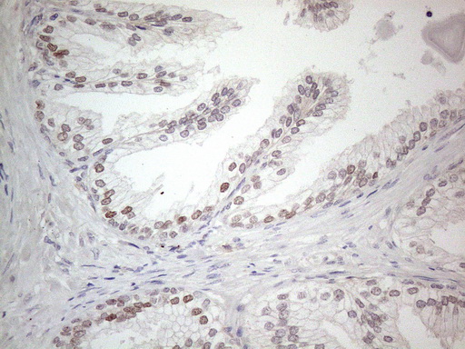 m06400 anti cnot2 mouse monoclonal antibody clone id oti5a12 ihc testing 4